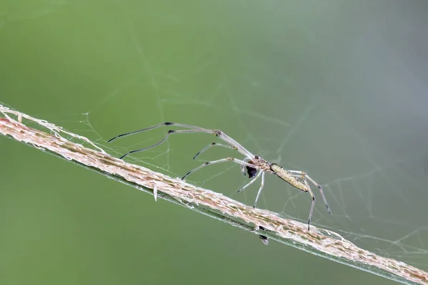 Павук Перетинає Суху Траву — стокове фото
