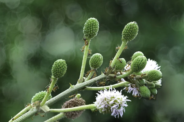 Yeşil mimosa pudica bitki ile güzel bokeh arka plan üzerinde kırmızı karıncalar/yangın karınca kolonisi