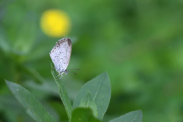 Kelebek Zizina otis Indica/daha az ot mavi sarı çiçek (Arachis pintoi oturur)