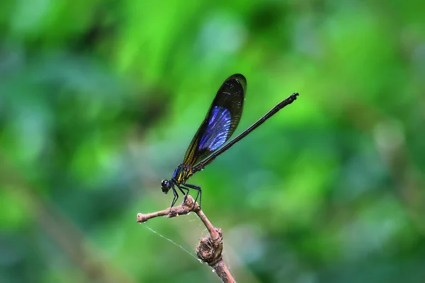 Damselfy Dragon Fly Zygoptera Sitting Edge Bamboo Stem — Stock Photo, Image