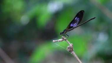 Damselfy/Dragon Fly/Zygoptera bambu kök kenarına oturmuş