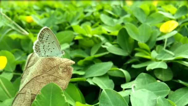 Butterfly Zizina Otis Indica Lesser Grass Blue Sits Brown Dry — Stock Video