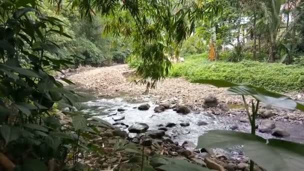 Água Corrente Rio Com Rochas Plantas — Vídeo de Stock