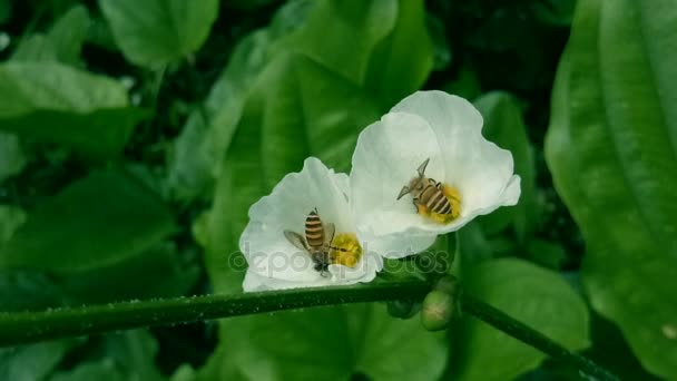 两只黄蜂蜜蜂在白花上采集花蜜 — 图库视频影像