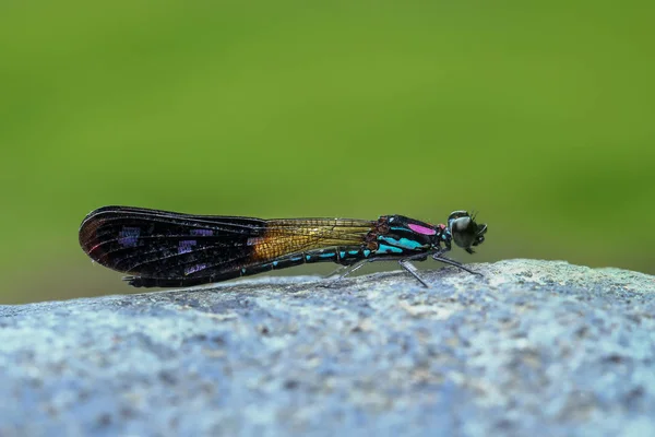 Blue Pink Damselfy Dragon Fly Zygoptera Sitting River Rock Stone — Stock Photo, Image