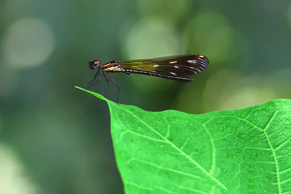 Orange Damselfy/Dragon Fly/Zygoptera yeşil yaprak kenarına oturmuş