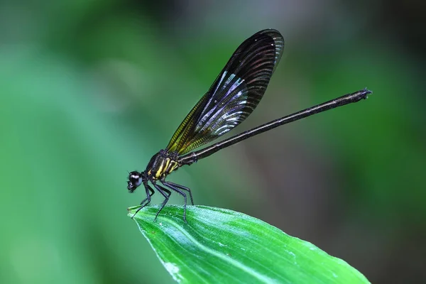 Sarı Damselfy/Dragon Fly/Zygoptera yeşil yaprak kenarına oturmuş