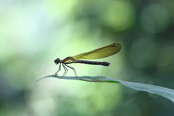 Sarı Damselfy/Dragon Fly/Zygoptera yeşil yaprak kenarına oturmuş