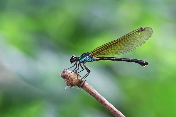 Mavi Damselfy/Dragon Fly/Zygoptera bambu kök kenarına oturmuş