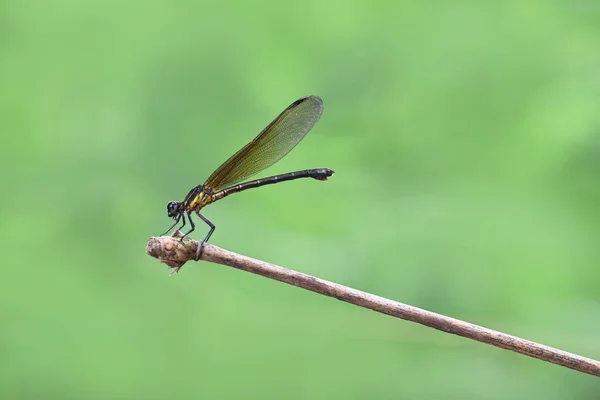 Yellow Damselfy Dragon Fly Zygoptera Sitting Edge Bamboo Stem — Stock Photo, Image