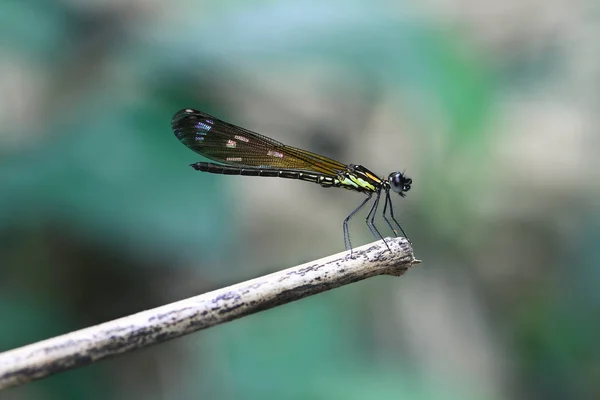 Yellow Damselfy Dragon Fly Zygoptera Sitting Edge Bamboo Stem — Stock Photo, Image