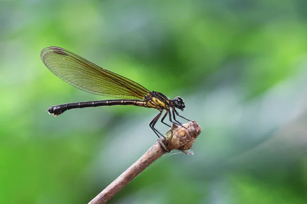 Yellow Damselfy Dragon Fly Zygoptera Sitting Edge Bamboo Stem — Stock Photo, Image