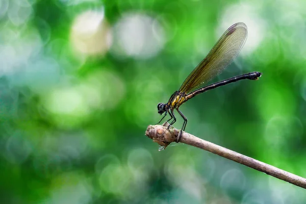 Yellow Damselfy Dragon Fly Zygoptera Sitting Edge Bamboo Stem Beautiful — Stock Photo, Image