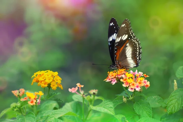 Eggfly (Hypolimnas bolina) Lantana camara çiçek ile renkli arka plan üzerinde