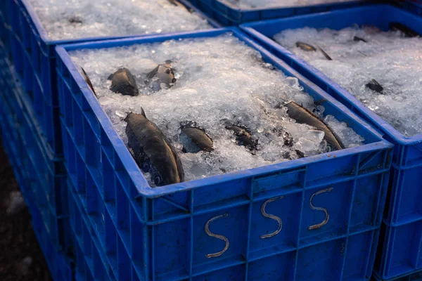 Pesce Appena Pescato Una Cassa Congelato Trasporto Vendita Goa India — Foto Stock