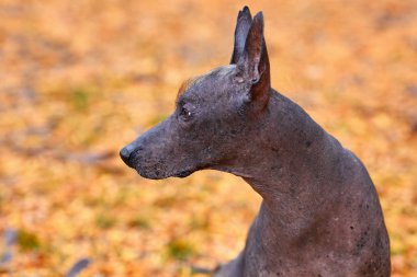 Xoloitzcuintle köpeği ya da sonbahar parkında yaşayan tüysüz bir Meksikalı. Açık hava, büyük (standart) büyüklükte yetişkin bir köpeğin portresi. Boşluğu kopyala, sarı yapraklar arkaplan.