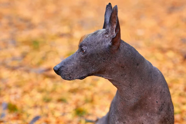 Xoloitzcuintle Dog Mexican Hairless Breed Autumn Park Outdoors Close Portrait — Stock Photo, Image