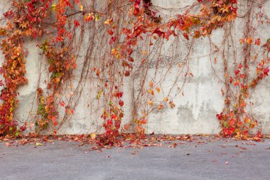 Açık havada, gri duvarda parlak sarı ve kırmızı sonbahar yaprakları. Kopyalama alanı olan doğal arkaplan.