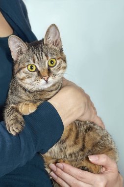 İnsan ellerinde parlak sarı gözlü komik kısa saçlı kedi kameraya doğru bakıyor. Tekir çizgili, sevimli bir evcil hayvan. Kapalı alan, kopyalama alanı, nane arkaplanı.