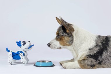 İki köpek, gerçek bir corgi ve elektronik etkileşimli yavru köpek boş evcil hayvan kasesinin önünde birbirlerine bakarlar. Elektronik evde gelecekteki evcil hayvanlar için yüksek teknoloji konsepti. İçerde, boşluğu kopyala