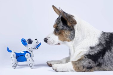 İki köpek, gerçek corgi ve elektronik etkileşimli yavru köpek birbirlerine bakarlar. Elektronik evde gelecekteki evcil hayvanlar için yüksek teknoloji konsepti. İçerde, boşluğu kopyala. 