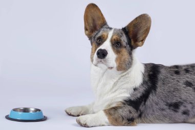 Alışılmadık merle renginde (siyah, beyaz, zencefil ve gri benekli) şirin corgi köpeği boş mavi kasenin önünde yiyecek ya da bitiş için beklemektedir. Çok özenli görünüyorsun. Kapalı alan, stüdyo, izole edilmiş, kopyalama alanı.