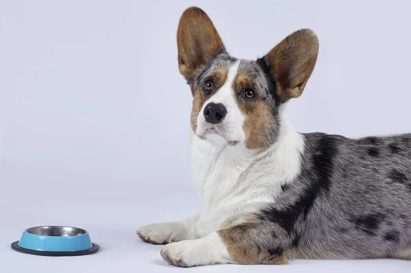 Niedlicher Corgi Hund Von Ungewöhnlicher Merle Farbe Schwarz Weiß Ingwer — Stockfoto