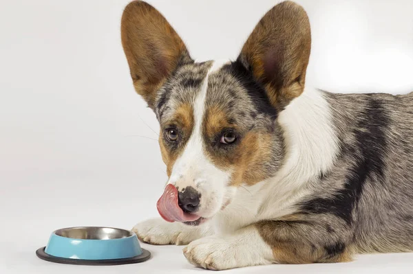 Kocaman kulakları olan tatlı Galce merle renkli Corgi boş bir kasenin yanında yatıyor ve diliyle yalanıyor. Beklemek ya da yemek istemek, sevimli bir bakış. Kapalı alan, stüdyo, izole edilmiş, kopya alanı, beyaz arkaplan. 