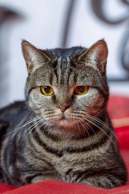 Parlak sarı gözlü ve ciddi görünüşlü İngiliz kısa saçlı kedisi kırmızı kapakta yatıyor. Tekir renkli safkan kedi yavrusu evde. Kapalı alan, kopyalama alanı, seçici odak, kapat.
