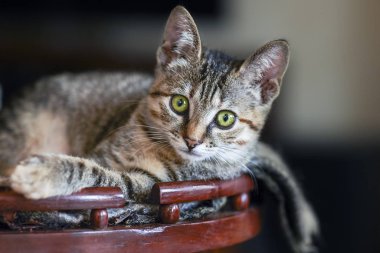 Küçük sevimli kahverengi çizgili tekir kedicik. Ahşap rafta yeşil gözlü. Kapalı alan, seçici odak, yakın plan, kopyalama alanı, koyu arkaplan.