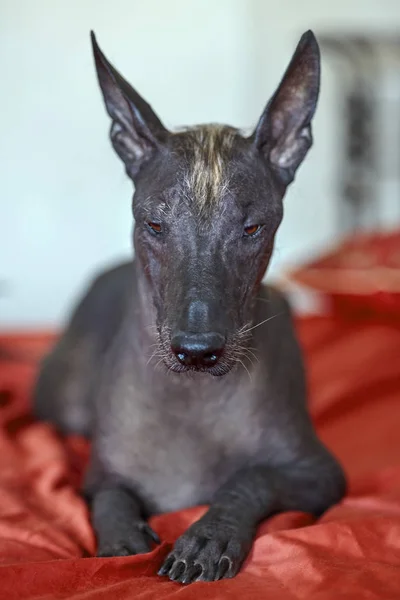 The portrait of a beautiful dog of rare Xolotizcuintle breed, or mexican hairless one, on bright red cover. Standard size, front view, close up head, bronze skin, ears up. Indoors, selective focus, copy space, light aquamarine background.