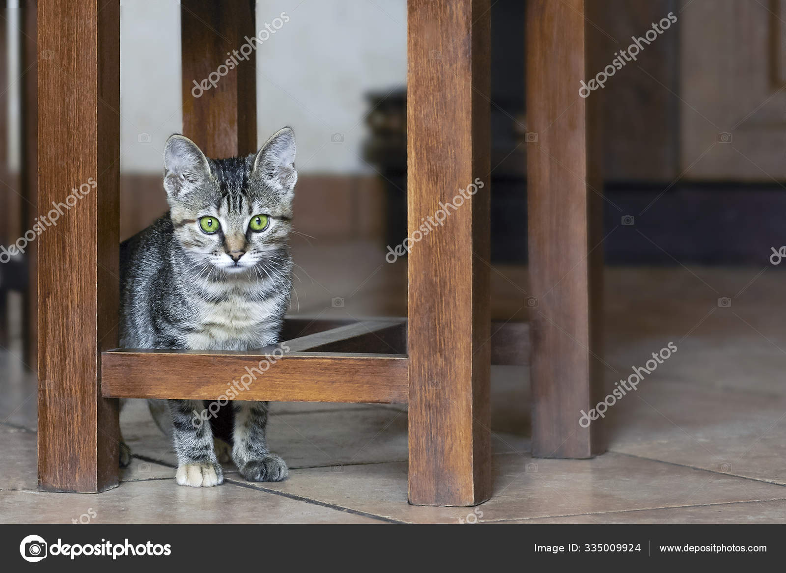 Cat Green Stool - Stools Item