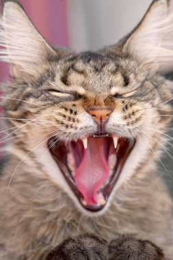 Şirin tüylü tüylü kedi ağzını çılgınca bir ifadeyle açıyor. Dişleri ve pembe dili gösteriyor, gözleri kapalı, miyavlıyor ya da esniyor. Kapalı alan, kopyalama alanı, kapat, seçici odak.