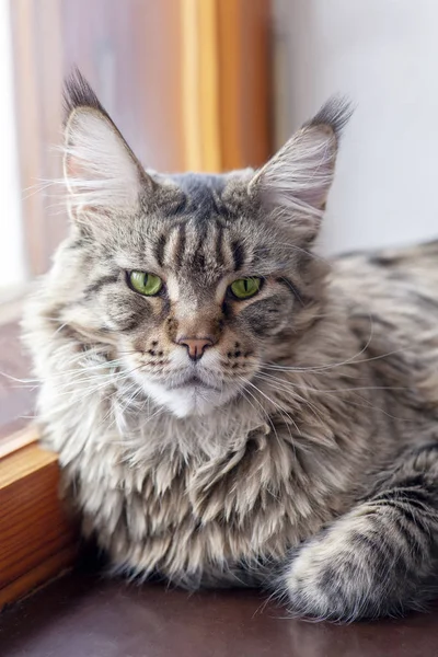 Nahaufnahme Porträt Der Katze Maine Coon Rasse Auf Hölzernen Fensterbank — Stockfoto