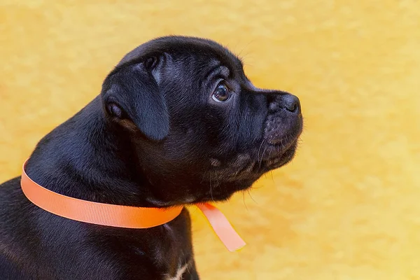 Cerca Retrato Lindo Perrito Staffordshire Toro Terrier Raza Color Negro —  Fotos de Stock