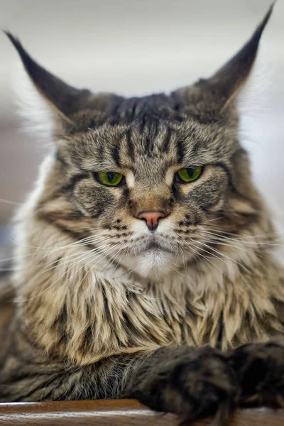 Tutup Potret Kucing Liyng Dari Jenis Maine Coon Kucing Domestik — Stok Foto