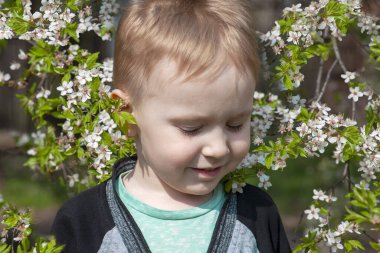 Sevimli sarışın oğlan aşağı bakıyor, gülümsüyor, kiraz çiçeği parkının ortasında. Mutluluk, eğlence, neşe. Açık hava, kopyalama alanı, yeşil ve beyaz bahar çiçekleri arka plan.