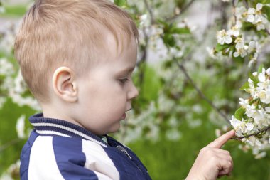 Kiraz çiçeği bahçesinin ortasında gülümseyen, çiçeğe parmağıyla dokunan sevimli sarışın bebeğin yakın plan profil portresi. Mutluluk, eğlence, neşe, rahatla. Açık hava, kopyalama alanı, yeşil ve beyaz bahar çiçekleri arka plan.