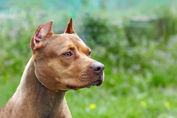 Amerikan Pitbull Terrier Cinsinin Güzel Zencefilli Köpeği Eski Moda Kulaklı — Stok fotoğraf
