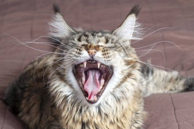 Şirin tüylü tüylü kedi ağzını çılgınca bir ifadeyle açıyor. Dişleri ve pembe dili gösteriyor, gözleri kapalı, miyavlıyor ya da esniyor. Kapalı alan, kopyalama alanı, kapat, seçici odak.