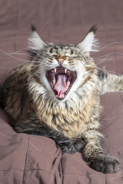 Мила Таббі Пухнаста Кішка Широко Відкриває Рот Божевільним Виразом Показуючи — стокове фото