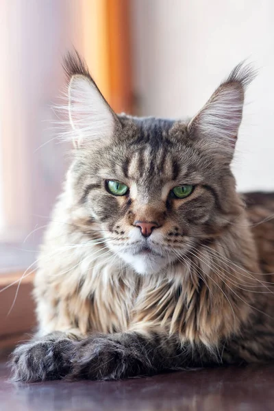 Portrait Cat Maine Coon Breed Laying Windowsill Big Fluffy Domestic — Stock Photo, Image