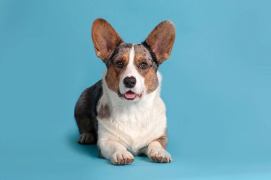 Alışılmadık Merle renginde (siyah, beyaz, zencefil ve gri benekli), boş mavi arka planda uzanan şirin bir corgi köpeği. Kameraya çok özenli bakıyorsun. İçeride, stüdyoda.