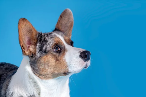 Close Profiel Portret Van Schattige Welsh Corgi Hond Zoek Naar — Stockfoto