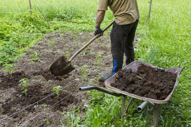 Doğal gübreyle gübrelenmiş meyve bahçesi sebzeleri.