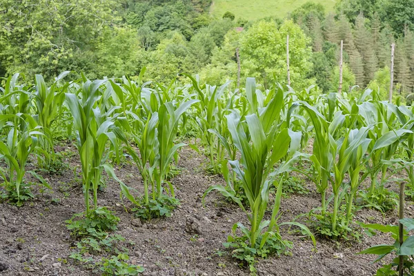 Orchard Vegetables Fertilized Natural Manure — Stock Photo, Image