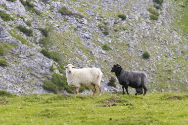 Gipuzkoa ve Navarre, İspanya 'daki Aralar ve Lizarrusti doğal park alanı