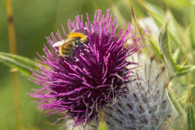 Bir bal arısı devedikeni çiçeğinden yiyor.