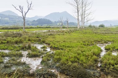 Urdaibai marshes walk in Vizcaya province, Spain clipart