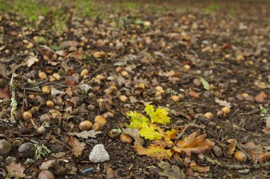 Alameda Park, Santiago, İspanya 'da meşe palamudu dolu bir zemin.